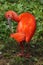 Close up of the colorfull ruby red scarlet ibis, Eudocimus ruber