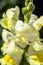 Close-up of colourful Antirrhinum, dragon flowers