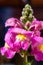 Close-up of colourful Antirrhinum, dragon flowers