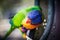 Close up of a colourful Australian lorikeet feeding