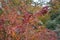 Close up of colourful autumn leaves.