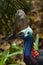 Close up on colourful Cassowary Bird face, crane and long eyelashes North Qld