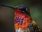 close up on a colourful cute hummingbird