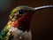 close up on a colourful cute hummingbird in the nature