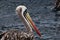 A close up of the colourful head with red, white and yellow of a pelican, pelicanus occidentalis