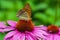 Close-up colourful inflorescence of echinacea with a butterfly