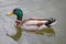 Close up of colourful male Mallard duck on water