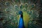 Close-up of a colourful male peacock with spread tail