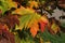 Close up of colourful maple leaf in the background of multicoloured leaves in autumn in Kaunas, Lithuania