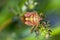 Close-up colourful shield bug or stink bug in green grass