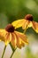 Close up of colourful yellow coneflowers echinacea