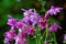 Close-up of Columbine flowers purple bloom in spring