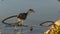 Close up of a comb-crested jacana at corroboree billabong