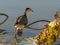 Close up of a comb-crested jacana at corroboree billabong