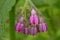 Close-up of Comfrey flowers, selective focus Symphytum officinale