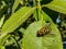 Close up on a common banded hoverfly - Syrphus ribesii on a rose leaf. Selective focus