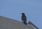 Close up common blackbird, Turdus merula also called Eurasian blackbird sitting on the roof top