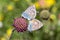 Close-up of common blue butterflies mating on a scabiosa flower bud in summer on a mountain meadow