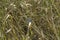 close-up: common blue butterfly ventral side sidewise