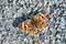 Close up of Common Buckeye Junonia coenia butterfly resting on a gravel road, San Francisco bay area, California