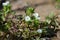 Close-up of Common Chickweed Flowers, Stellaria Media, Nature, Macro