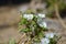 Close-up of Common Chickweed Flowers, Stellaria Media, Nature, Macro