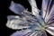 Close-up of Common Chicory (Cichorium intybus) flower