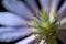 Close-up of Common Chicory (Cichorium intybus) flower