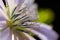 Close-up of Common Chicory (Cichorium intybus) flower