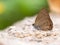 Close up of Common Ciliate Blue butterfly feed on rock