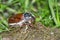 Close up of Common Cockchafer, May Bug pest.