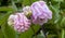 Close up of common columbine, Aquilegia vulgaris flowers