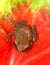 a close-up of a common coqui on a red anthurium flower