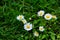 Close-up of the common daisies in the garden.