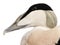 Close-up of Common Eider, Somateria mollissima, 8 months old