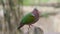 Close Up of Common Emerald Dove Sitting on Tree Stump and Then Flying Away