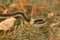 Close up of a Common Garter snake slithering around in the dead grass in the Autumn