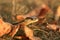 Close up of a Common Garter snake slithering around in the dead grass in the Autumn