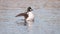 The close-up of Common goldeneye Bucephala clangula