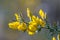 Close up Common Gorse blooming