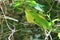 Close up of a common green forest lizard (Calotes Calotes) with extended dewlap, lizard staring angrily