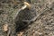 A close up of common hedgehog (Erinaceus europaeus), carrying mushroom on the back