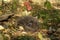 A close up of common hedgehog Erinaceus europaeus, curled up into a ball