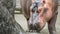 Close-up common hippopotamus walking getting out of water at sunny day