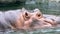 Close-up common hippopotamus walking getting out of water at sunny day. Zoo