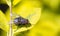 Close up of a common housefly on a green leaf