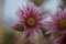 Close up of common Houseleek -Sempervivum tectorum- flower, blooming