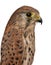 Close up of Common Kestrel