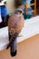 Close up of a common kestrel