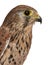 Close up of Common Kestrel, Falco tinnunculus